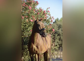 Lusitanos, Wallach, 4 Jahre, 166 cm, Buckskin