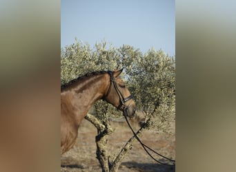 Lusitanos, Wallach, 4 Jahre, 166 cm, Buckskin