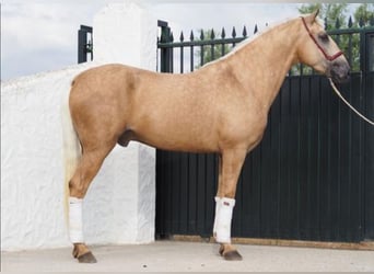 Lusitanos, Wallach, 4 Jahre, 166 cm, Palomino