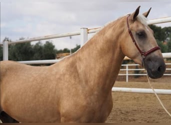 Lusitanos, Wallach, 4 Jahre, 166 cm, Palomino