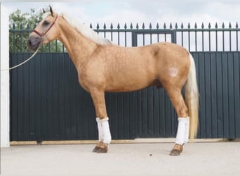 Lusitanos, Wallach, 4 Jahre, 166 cm, Palomino
