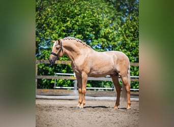 Lusitanos, Wallach, 4 Jahre, 166 cm, Palomino