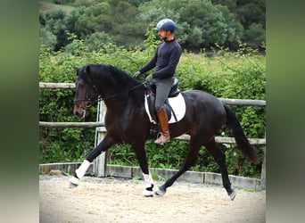 Lusitanos, Wallach, 4 Jahre, 167 cm, Dunkelbrauner