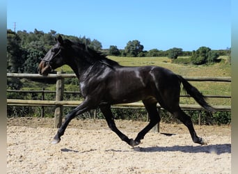 Lusitanos, Wallach, 4 Jahre, 167 cm, Dunkelbrauner