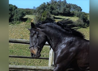 Lusitanos, Wallach, 4 Jahre, 167 cm, Dunkelbrauner