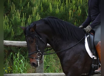 Lusitanos, Wallach, 4 Jahre, 167 cm, Dunkelbrauner