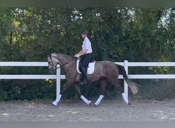 Lusitanos, Wallach, 4 Jahre, 168 cm, Braunfalbschimmel