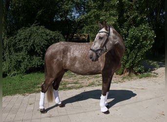Lusitanos, Wallach, 4 Jahre, 168 cm, Braunfalbschimmel