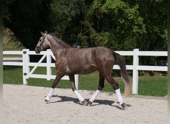 Lusitanos, Wallach, 4 Jahre, 168 cm, Braunfalbschimmel