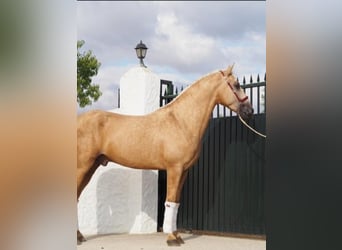 Lusitanos, Wallach, 4 Jahre, 168 cm, Palomino