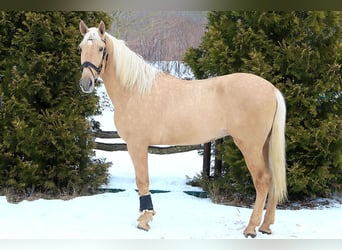 Lusitanos, Wallach, 4 Jahre, 170 cm, Palomino
