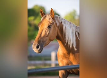 Lusitanos, Wallach, 4 Jahre, 170 cm, Palomino