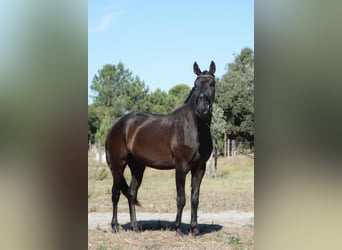 Lusitanos, Wallach, 4 Jahre, 170 cm, Rappe