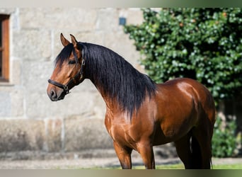 Lusitanos, Wallach, 5 Jahre, 152 cm, Brauner