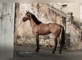 Lusitanos, Wallach, 5 Jahre, 152 cm, Buckskin
