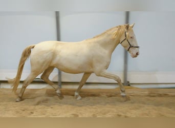Lusitanos, Wallach, 5 Jahre, 152 cm, Perlino