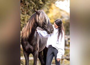 Lusitanos Mix, Wallach, 5 Jahre, 155 cm, Rappe