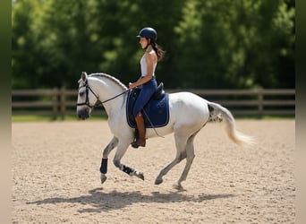 Lusitanos, Wallach, 5 Jahre, 155 cm, Schimmel