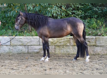 Lusitanos, Wallach, 5 Jahre, 156 cm, Buckskin
