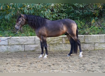 Lusitanos, Wallach, 5 Jahre, 156 cm, Buckskin