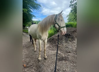 Lusitanos, Wallach, 5 Jahre, 156 cm, Cremello