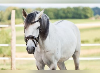 Lusitanos, Wallach, 5 Jahre, 157 cm, Schimmel