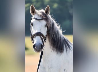 Lusitanos, Wallach, 5 Jahre, 157 cm, Schimmel