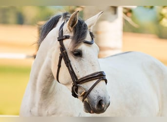 Lusitanos, Wallach, 5 Jahre, 157 cm, Schimmel
