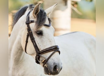 Lusitanos, Wallach, 5 Jahre, 157 cm, Schimmel