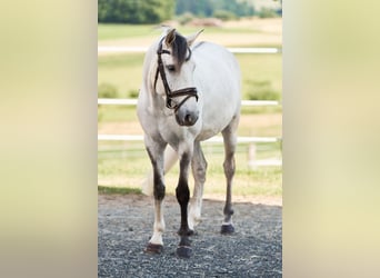 Lusitanos, Wallach, 5 Jahre, 157 cm, Schimmel