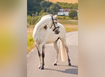 Lusitanos, Wallach, 5 Jahre, 157 cm, Schimmel