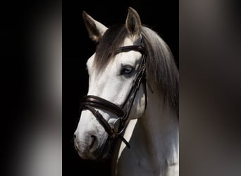Lusitanos, Wallach, 5 Jahre, 157 cm, Schimmel