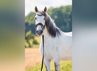 Lusitanos, Wallach, 5 Jahre, 157 cm, Schimmel