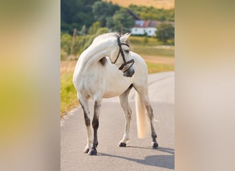 Lusitanos, Wallach, 5 Jahre, 157 cm, Schimmel