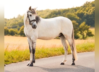 Lusitanos, Wallach, 5 Jahre, 157 cm, Schimmel