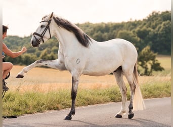 Lusitanos, Wallach, 5 Jahre, 157 cm, Schimmel