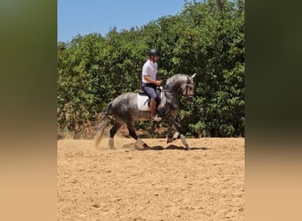 Lusitanos, Wallach, 5 Jahre, 157 cm, Schimmel