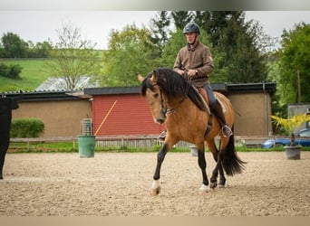Lusitanos, Wallach, 5 Jahre, 158 cm, Buckskin