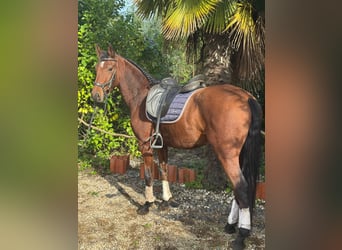 Lusitanos, Wallach, 5 Jahre, 160 cm, Brauner