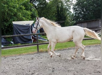 Lusitanos, Wallach, 5 Jahre, 160 cm, Cremello