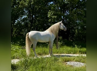 Lusitanos Mix, Wallach, 5 Jahre, 160 cm, Cremello