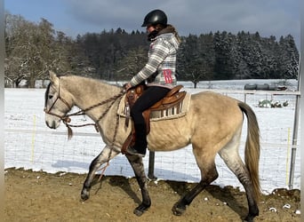 Lusitanos, Wallach, 5 Jahre, 160 cm, Falbe