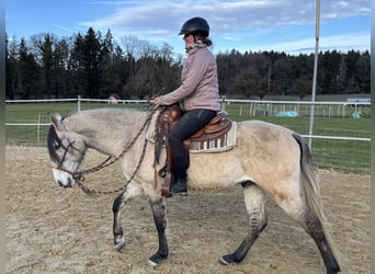 Lusitanos, Wallach, 5 Jahre, 160 cm, Falbe