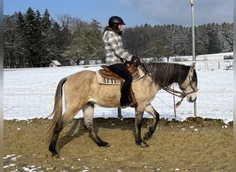 Lusitanos, Wallach, 5 Jahre, 160 cm, Falbe