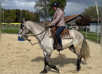 Lusitanos, Wallach, 5 Jahre, 160 cm, Falbe