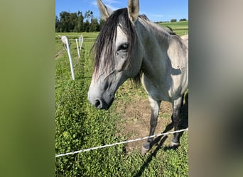 Lusitanos, Wallach, 5 Jahre, 160 cm, Falbe
