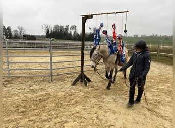 Lusitanos, Wallach, 5 Jahre, 160 cm, Falbe