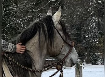 Lusitanos, Wallach, 5 Jahre, 160 cm, Falbe