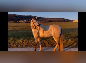 Lusitanos, Wallach, 5 Jahre, 160 cm, Kann Schimmel werden