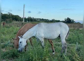 Lusitanos, Wallach, 5 Jahre, 160 cm, Kann Schimmel werden